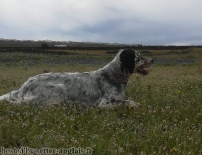 Setter Anglais KIRKI TOU KONTOU Setter Anglais KIRKI TOU KONTOU